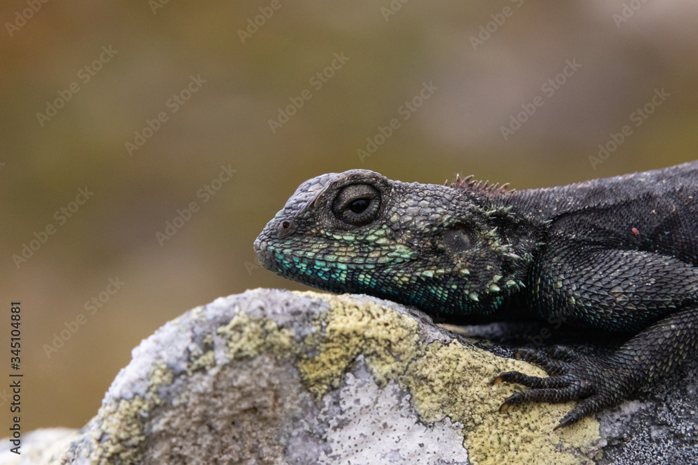 Portrait of a Southern Rock Agama Portrait of a Southern Rock Agama