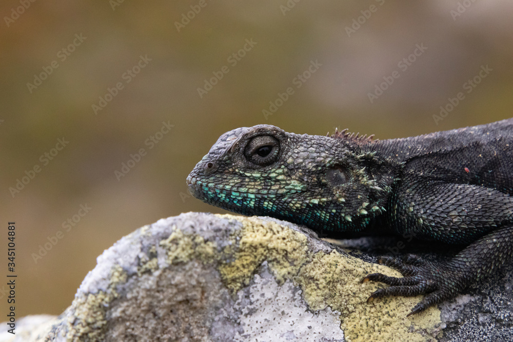 Portrait of a Southern Rock Agama