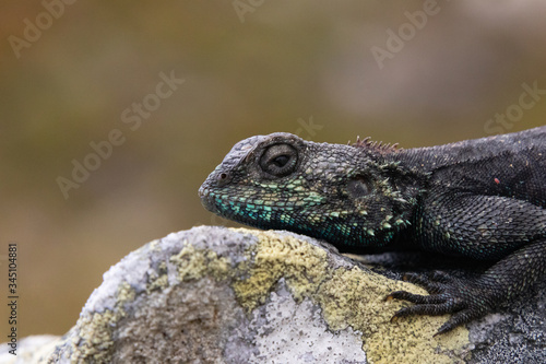 Portrait of a Southern Rock Agama