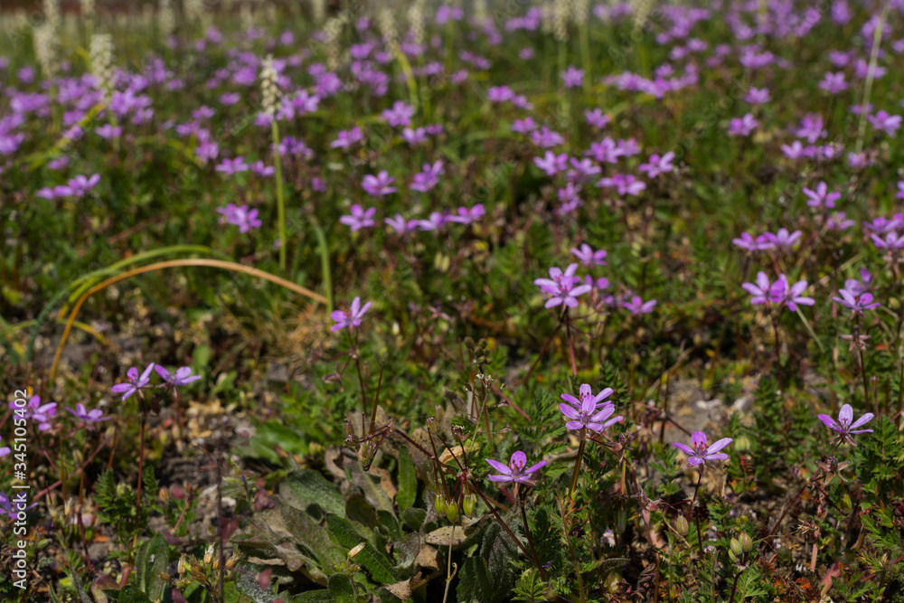 Naklejka premium Nature Outdoor sunny rainy cloudy day