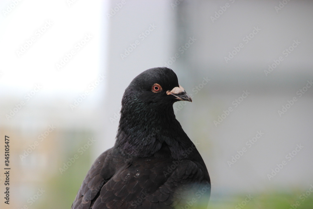 Fototapeta premium Merpati 