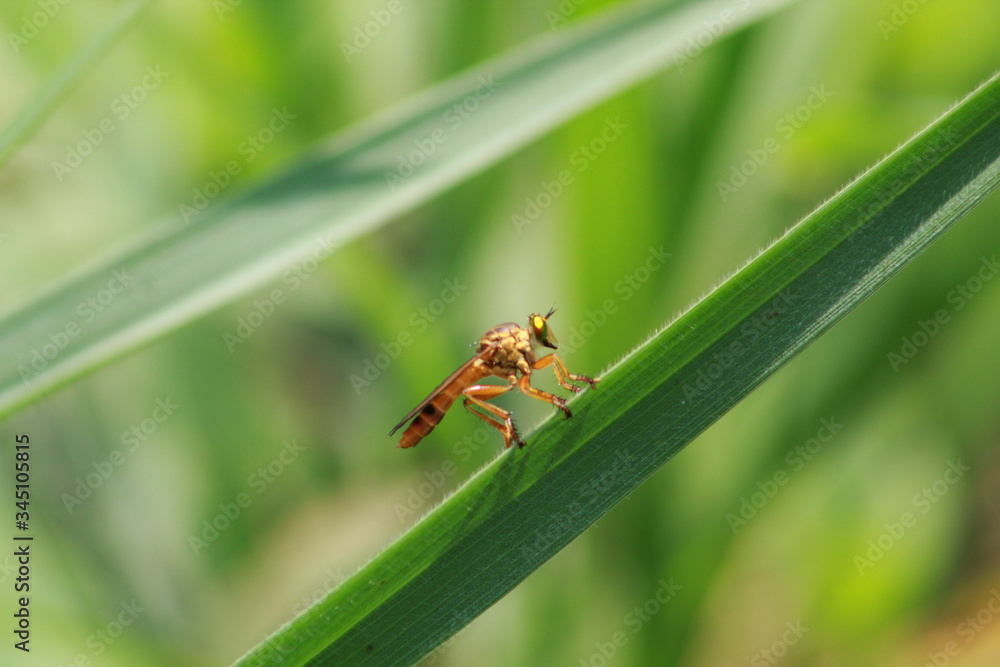 macro of a fly macro of a fly