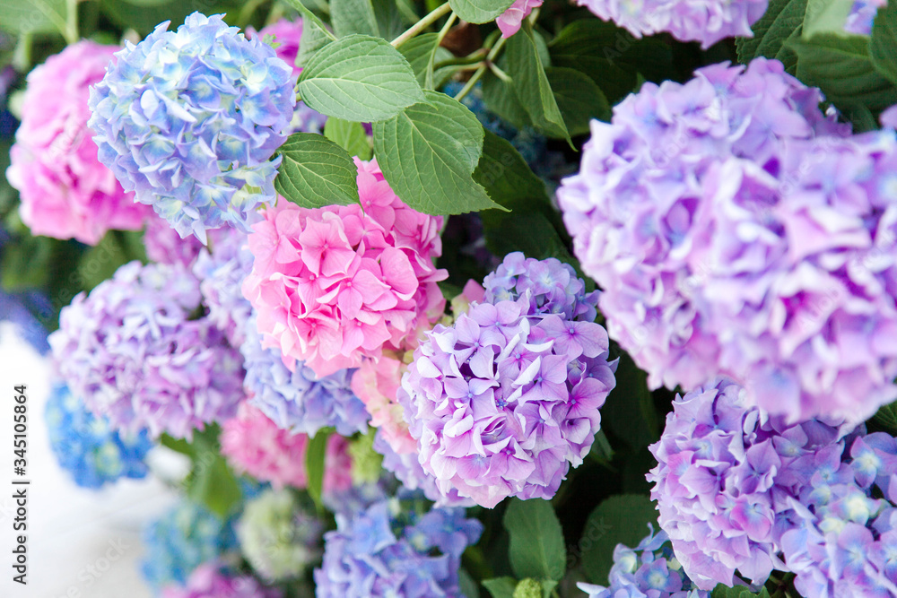 Hydrangea flowers in garden. Pink, blue, lilac, violet, purple bushes blossom in spring and summer in town street garden. Hydrangea flowers in garden. Pink, blue, lilac, violet, purple bushes blossom in spring and summer in town street garden.