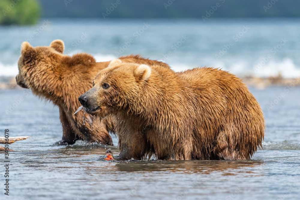 Ruling the landscape, brown bears of Kamchatka (Ursus arctos beringianus) Ruling the landscape, brown bears of Kamchatka (Ursus arctos beringianus)