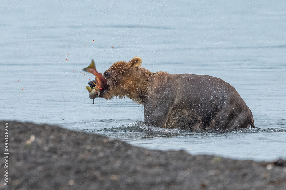 Fototapeta premium Ruling the landscape, brown bears of Kamchatka (Ursus arctos beringianus)