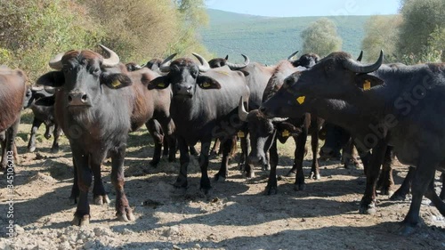 a herd of buffalos are standing and looking  to the camera at karaoglan village, bursa, turkey. Karaoglan village of Bursa is the place which has most buffalo population in Turkey