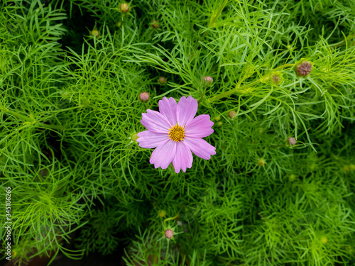 Pink Cosmos Flowers Blooming among The Buds