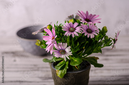 Wallpaper Mural Still life with beauty flower Torontodigital.ca