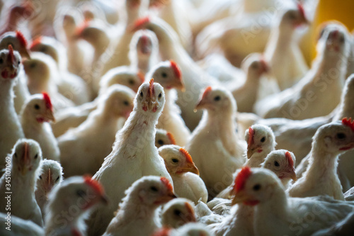 Group of healthy broiler chicken in poultry photo