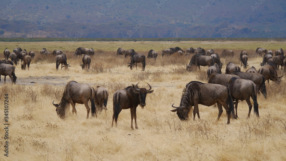 Gnu Herde in der Serengeti weidend im Grasland, Ostafrika, Tansania Gnu Herde in der Serengeti weidend im Grasland, Ostafrika, Tansania