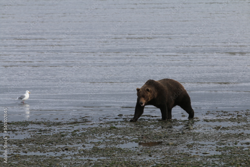 Fototapeta premium McNeil River Alaska Brown Bear
