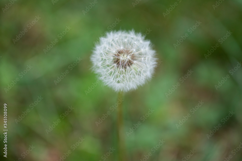 A white dandelion on a meadow with green blurry background A white dandelion on a meadow with green blurry background