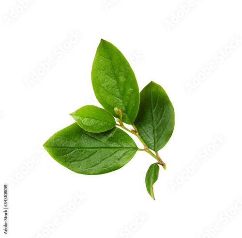 Twig with green leaves