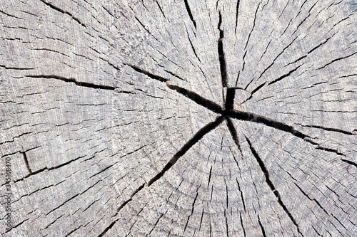 Texture of rough surface felled tree cracked weathered with annual rings. Concept of long life longevity aging. A background with copy space of gray stump wood.