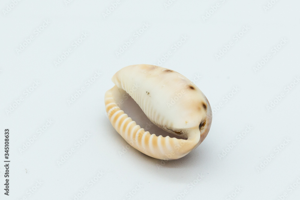 Cowrie shell upside down on white background