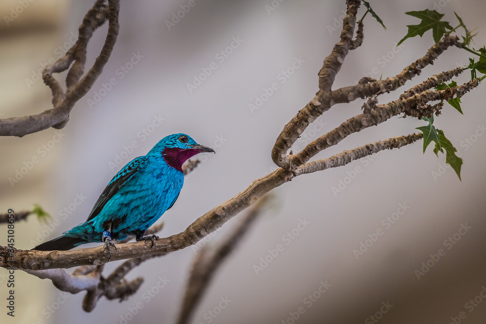 Obraz premium Spangled cotinga (Cotinga cayana)
