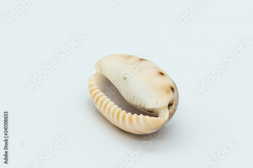 Cowrie shell upside down on white background
