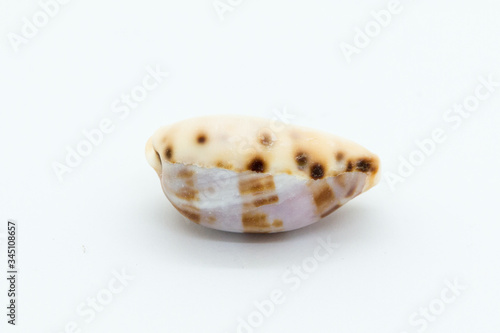 Cowrie shell upside down on white background