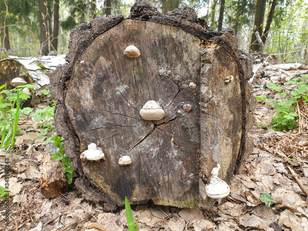 cut tree trunk cut tree trunk