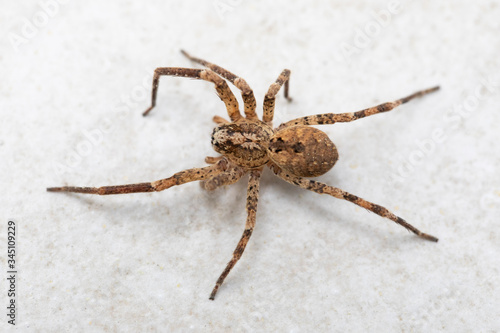 A big brown spider on a white stone background