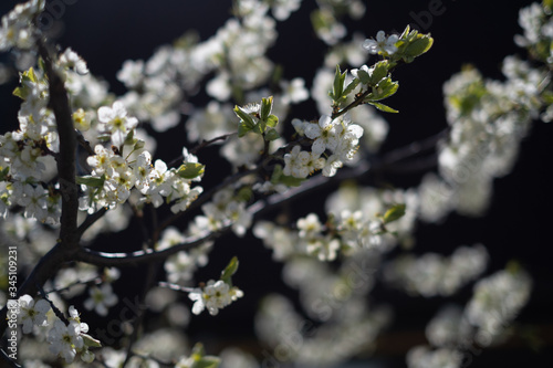 Blossoming apple tree in the beautiful gentle sunlight on the dark background