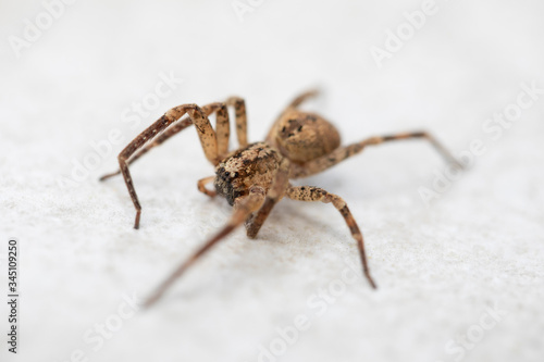 A big brown spider on a white stone background