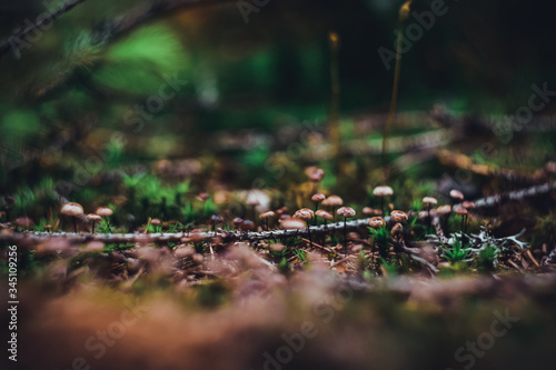 Mushrooms in the forest