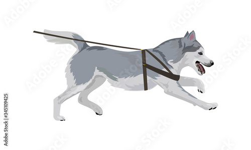 Husky dog running vector illustration. Alaskan malamute dog breed isolated on white background.