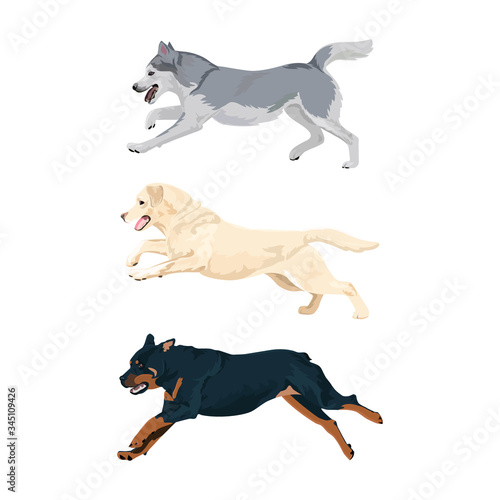 Running dogs vector set. Rottweiler, labrador and alaskan malamute running. Alaskan malamute, rottweiler and labrador dog breeds isolated on white background.