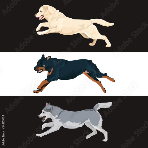 Running dogs vector set. Rottweiler, labrador and alaskan malamute running. Alaskan malamute, rottweiler and labrador dog breeds isolated on white background.