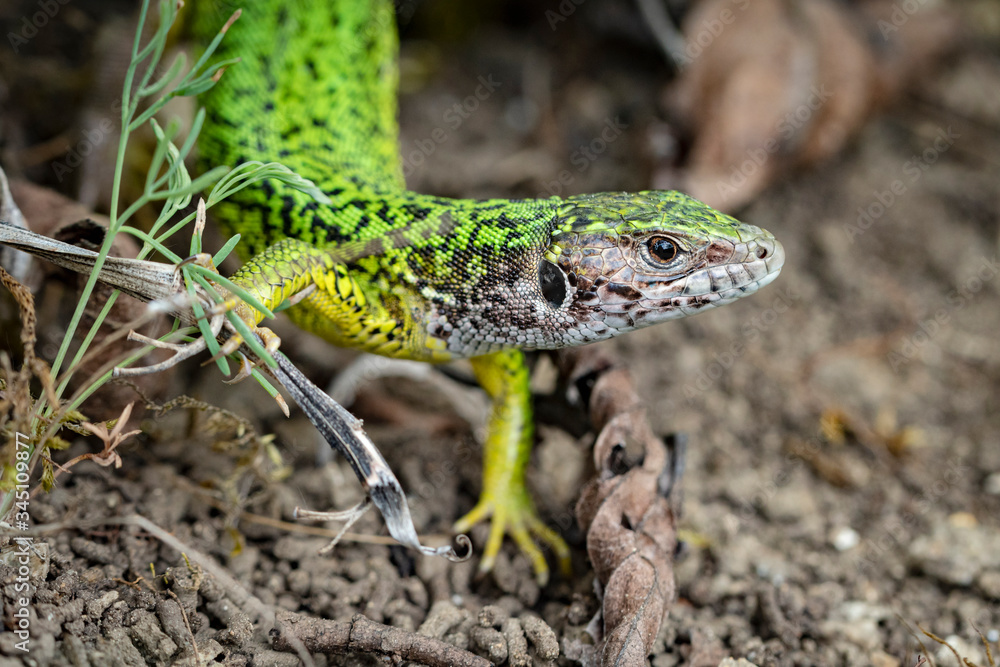 Fototapeta premium Female European green lizard