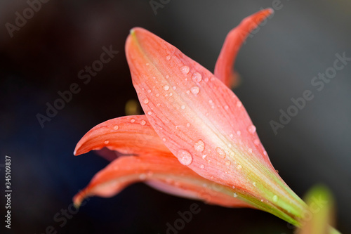 Pink hippopotamus or amaryllis in the rainy season.