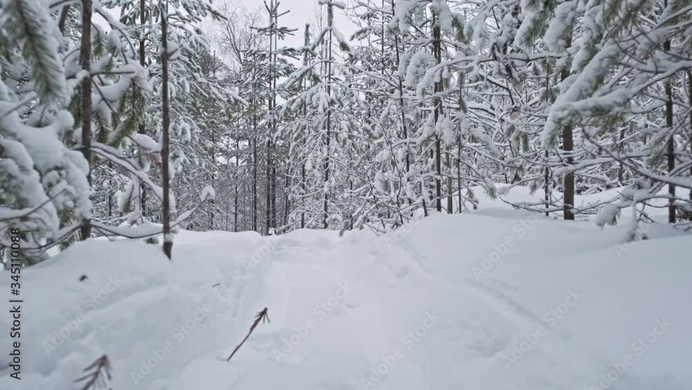 Walk along the forest trail in winter with trees beautifully covered with snow. POV shot Walk along the forest trail in winter with trees beautifully covered with snow. POV shot