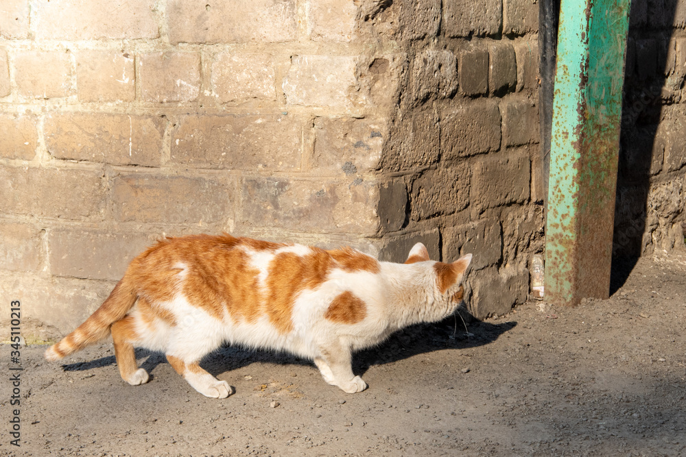 A large homeless white-red cat peers around the corner, afraid of the dog.  Concept of poor abandoned animals Stock Photo | Adobe Stock
