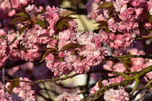 Kirschblüten