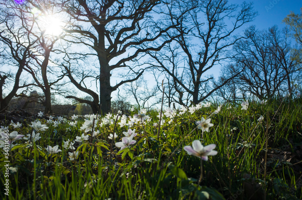 Obraz premium Small white flowers in spring forest in calm sunny day with opposite sun and soft focus. Wood anemone wildflowers. Sweden