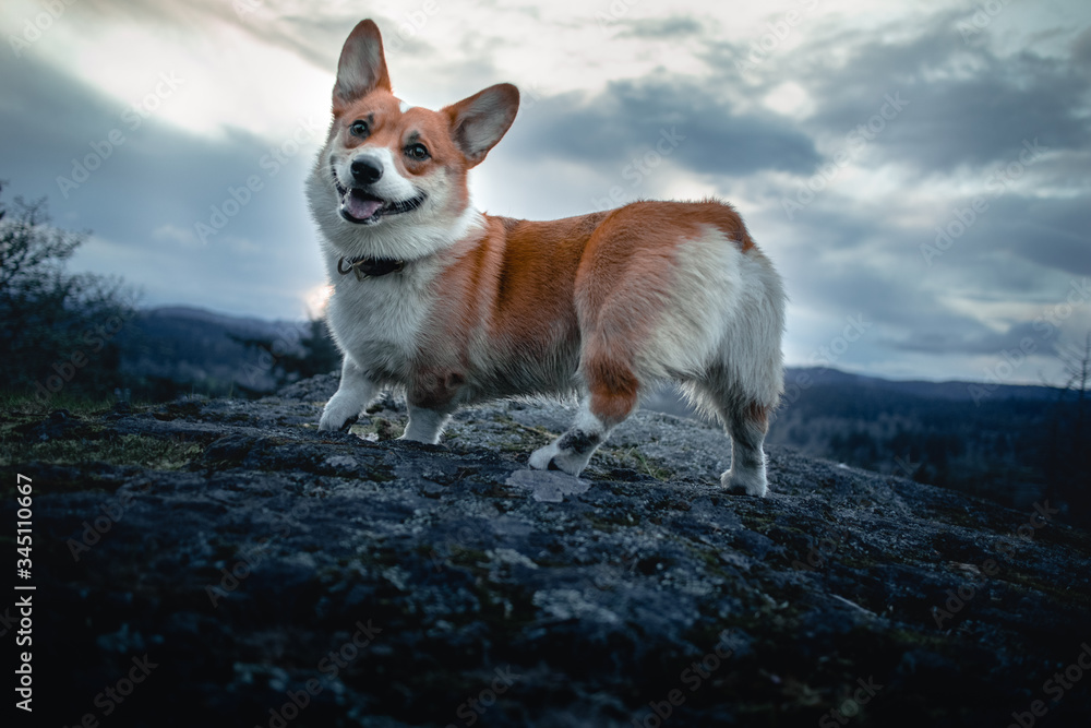 Pembroke welsh corgi Pembroke welsh corgi