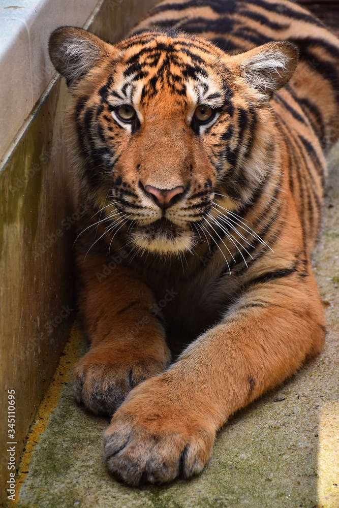Obraz premium The little tiger was sitting flat on the ground. And stared at us