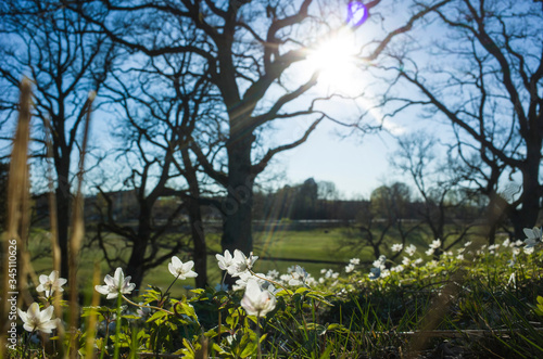 Small white flowers in spring forest in calm sunny day with opposite sun and soft focus. Wood anemone wildflowers. Sweden