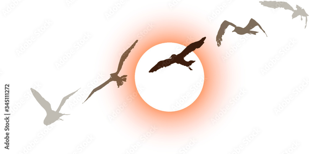 Set of brown seagulls with an orange sunset in background. vector illustration over white background