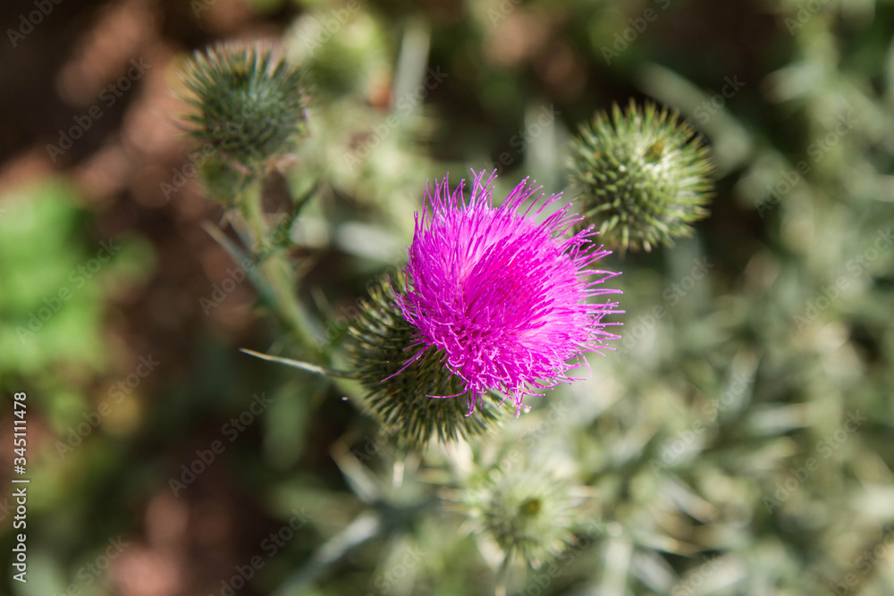 Thistle plant blooming in a meadow Thistle plant blooming in a meadow