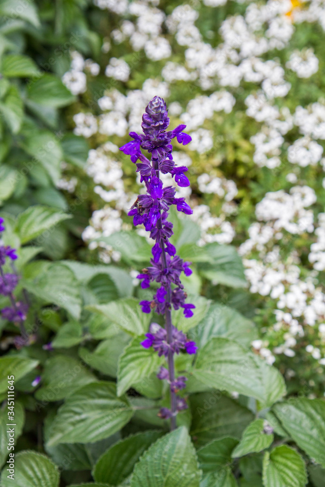 Salvia longispicata plant blooming in a garden Salvia longispicata plant blooming in a garden