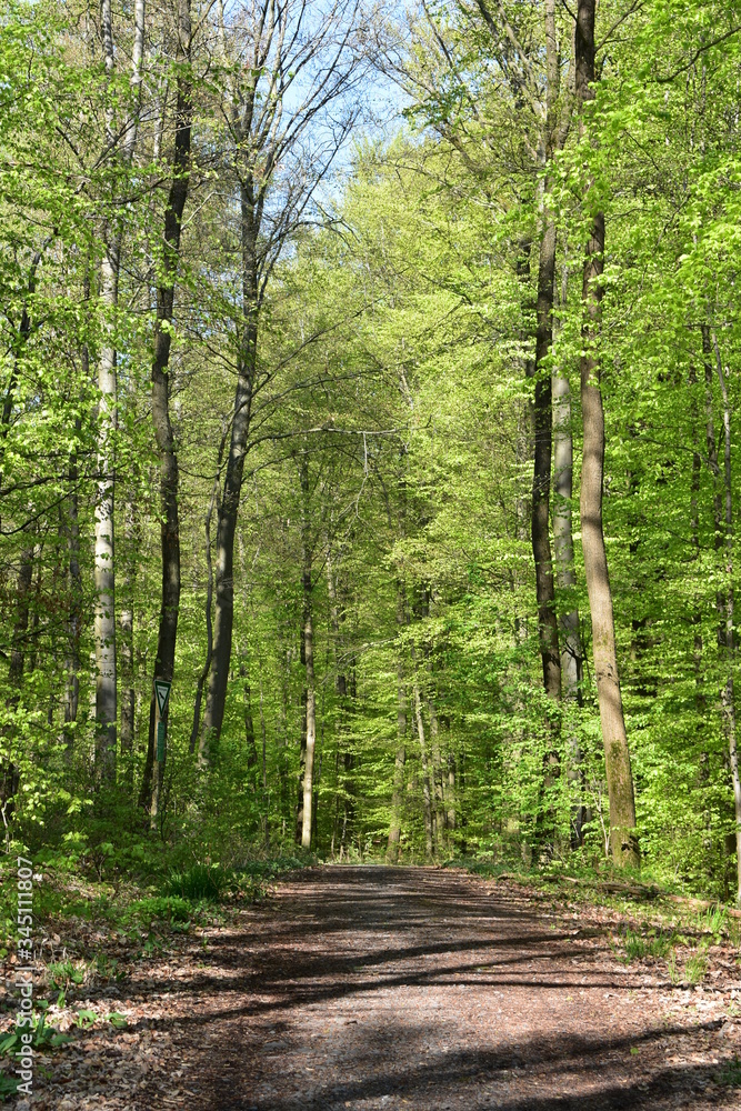 Fototapeta premium Wald, Bäume, Naturfotografie