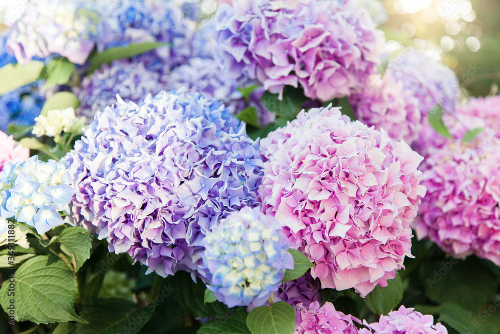Hydrangea flowers garden. Pink, blue, lilac, violet, purple bushes blooming in spring and summer in town street market.