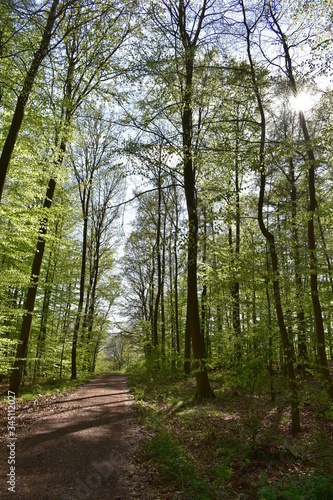 Wald  B  ume  Naturfotografie