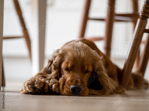 Εκτύπωση καμβά red dog sleeping under the table