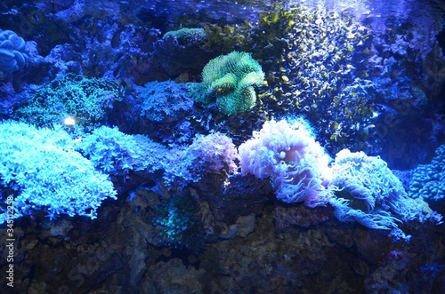coral reef © Patrycja
