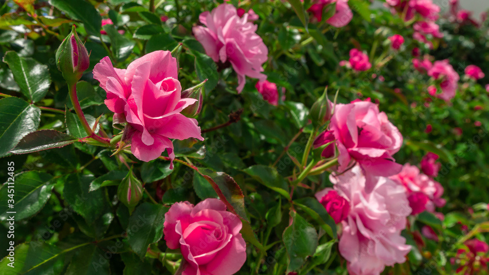 Beautiful pink rose on the rose garden in summer in a garden.