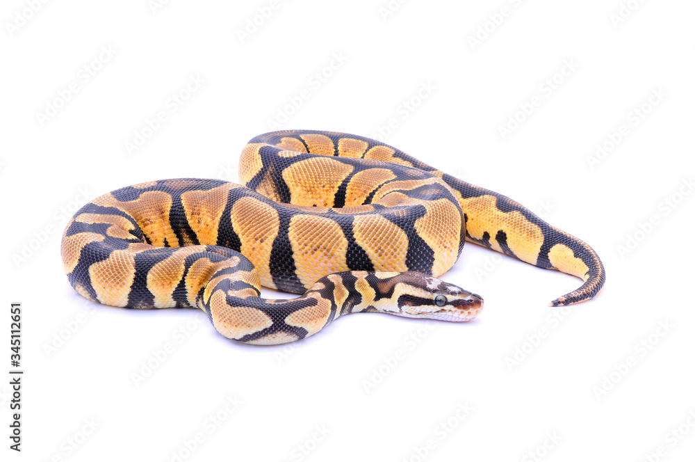 Naklejka premium Python regius scaleless head, ball python
