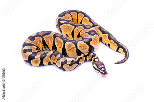 Python regius scaleless head, ball python © mdagx